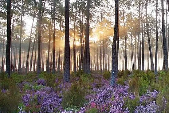 Balade en forêt
