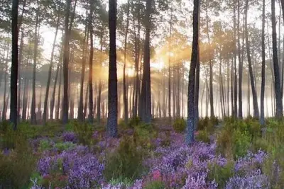 Balade en forêt