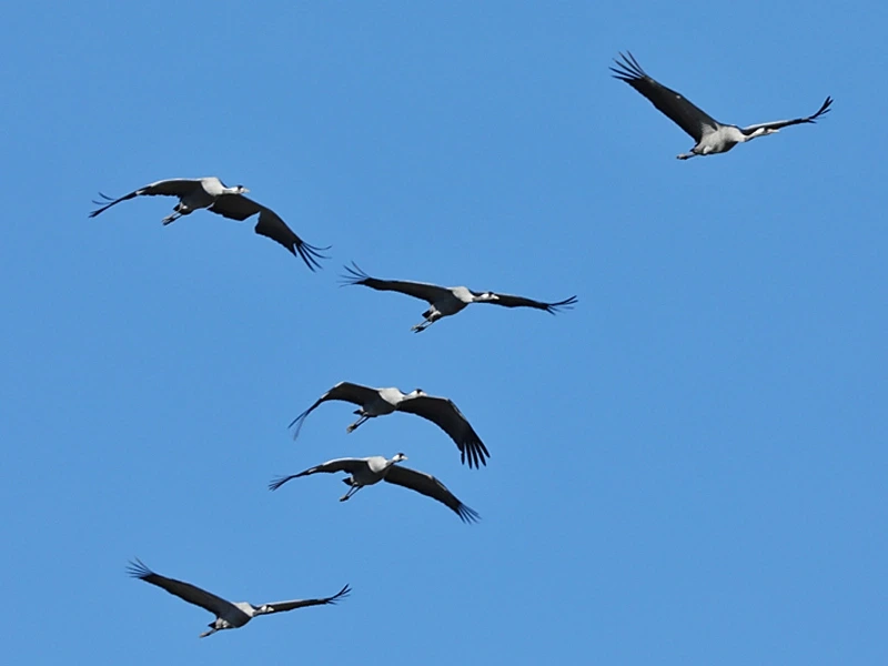 Grues cendrées