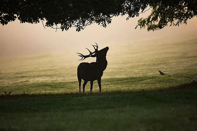 Randonnée nocturne brame du cerf