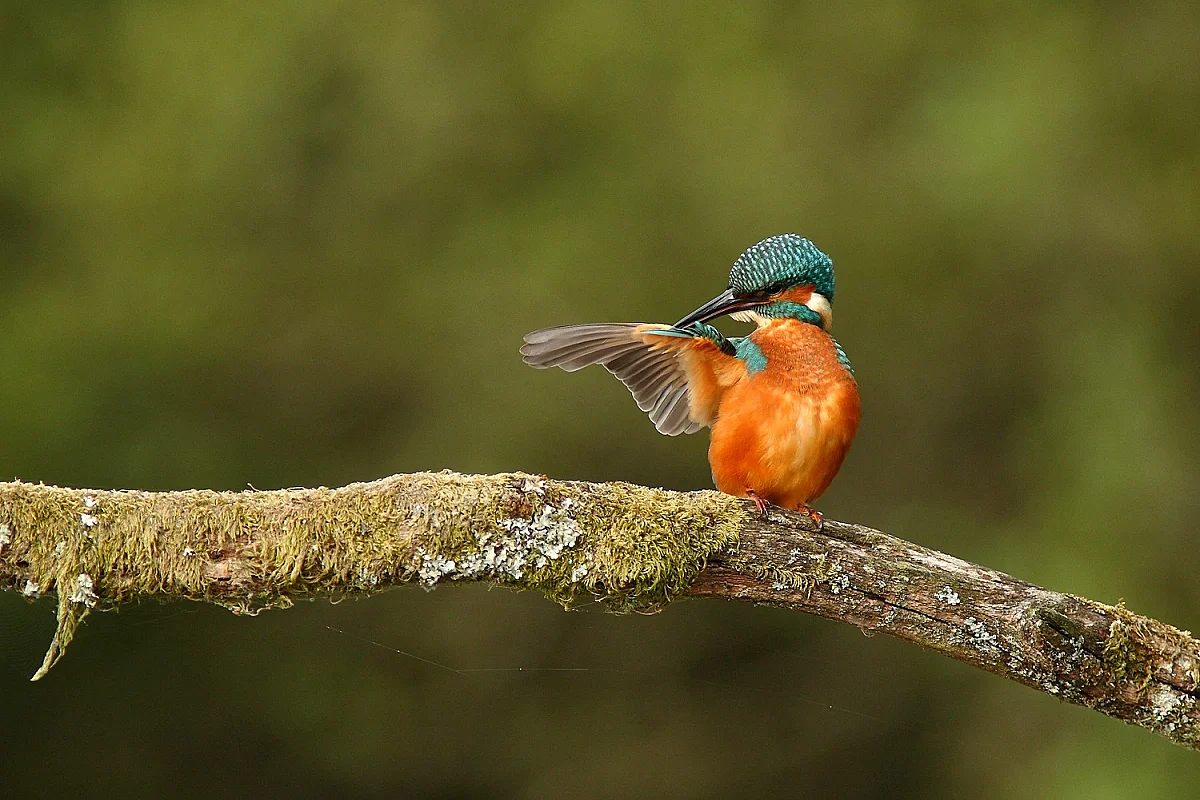 Balade ornitho
