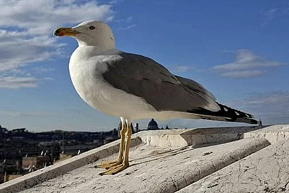 BALADE À LA DÉCOUVERTE DES OISEAUX