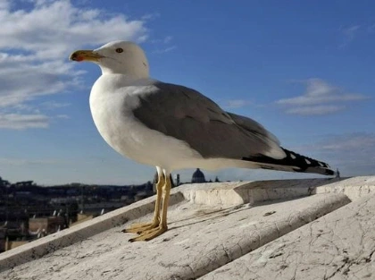 BALADE À LA DÉCOUVERTE DES OISEAUX