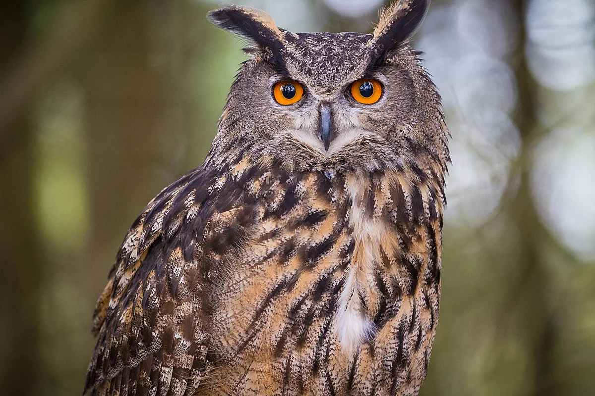 Sortie ornithologique : Sur les traces du grand-duc
