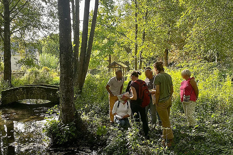 Balade nature : découverte des plantes sauvages à Tours