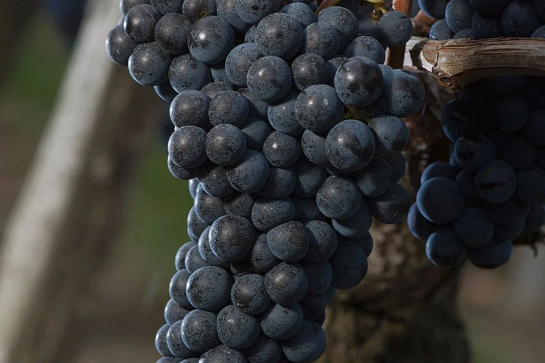 Atelier Vendanges aux Vignobles Chatonnet