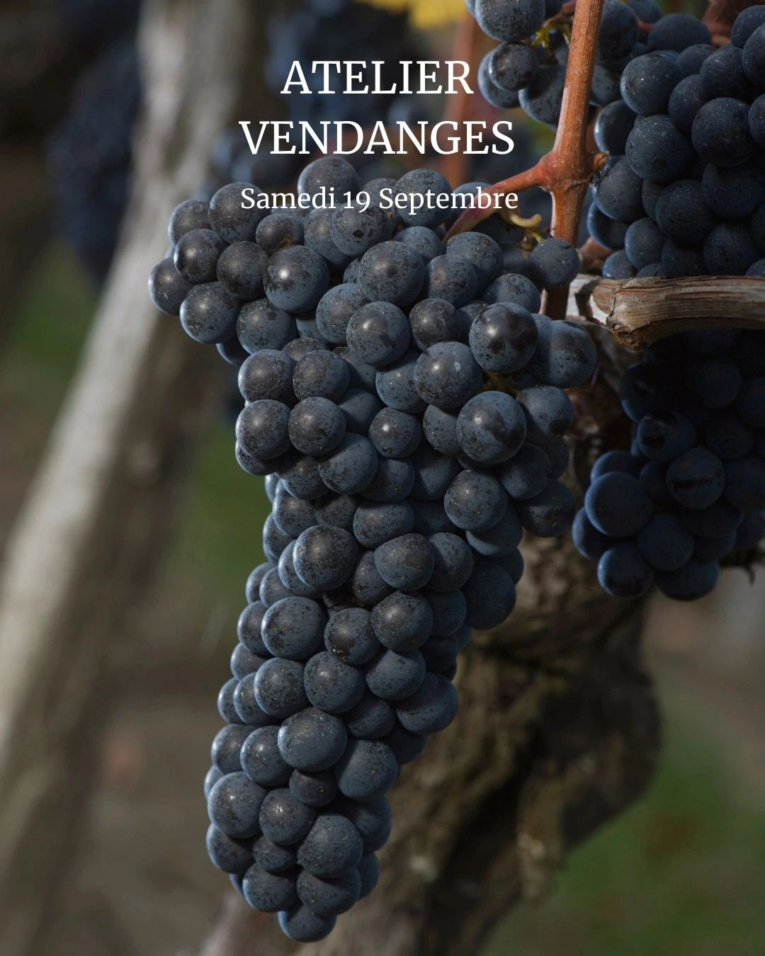 Atelier Vendanges aux Vignobles Chatonnet