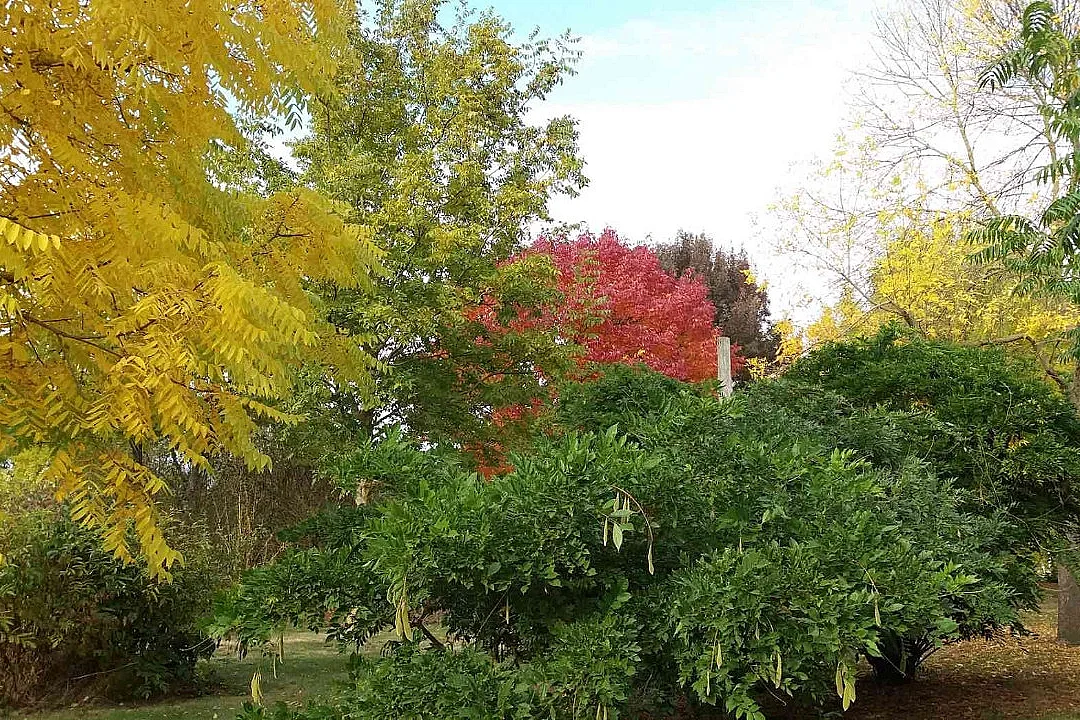 Les arbres et arbustes à belle coloration automnale