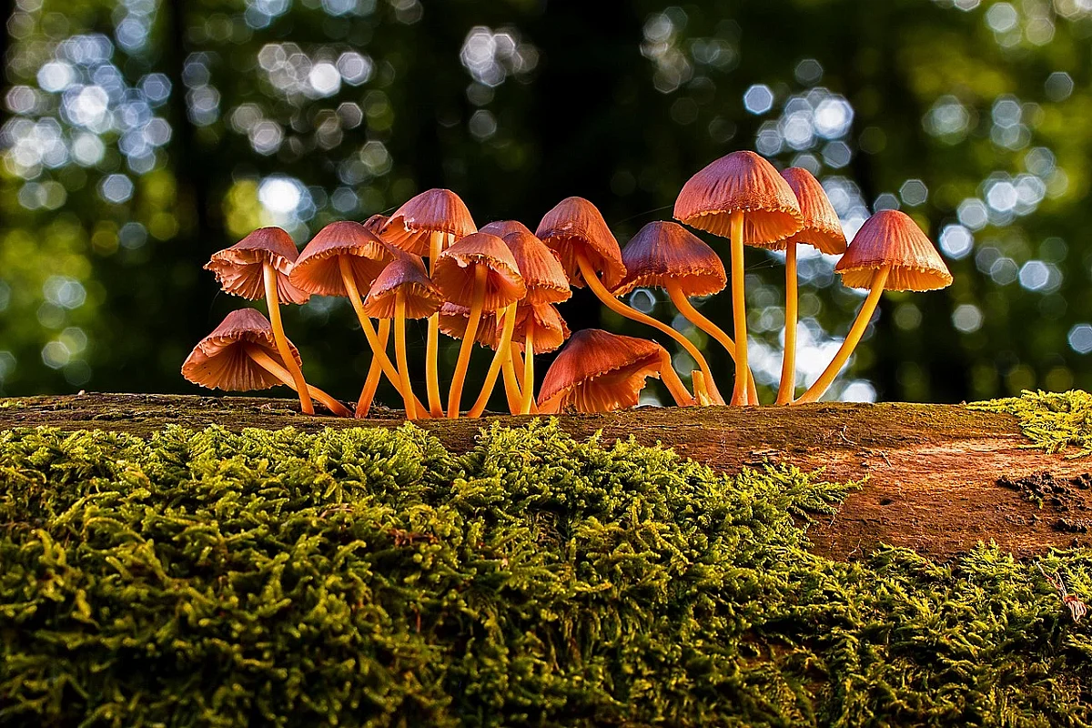 Balade nature : les champignons