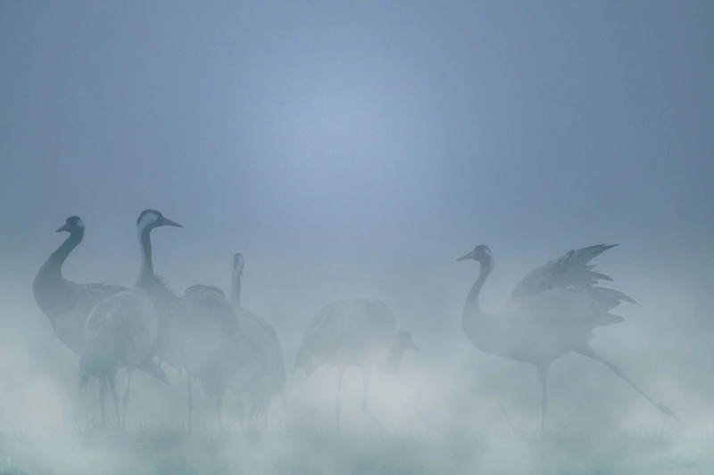 A la rencontre des Grues cendrées