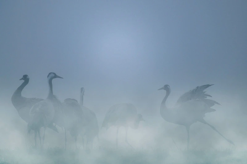 A la rencontre des Grues cendrées