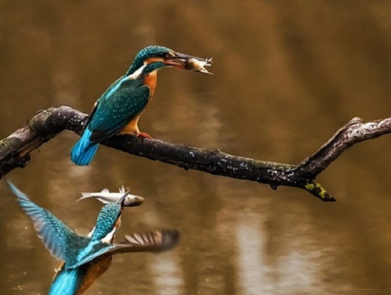 Les oiseaux aquatiques du lac de la Prade