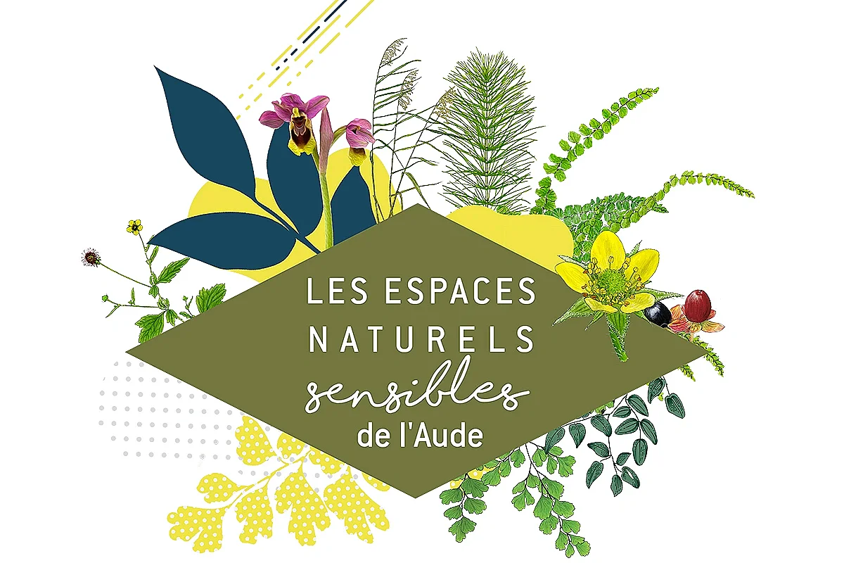 ENS - CANNE DE PROVENCE, UTILE OU INVASIVE ?