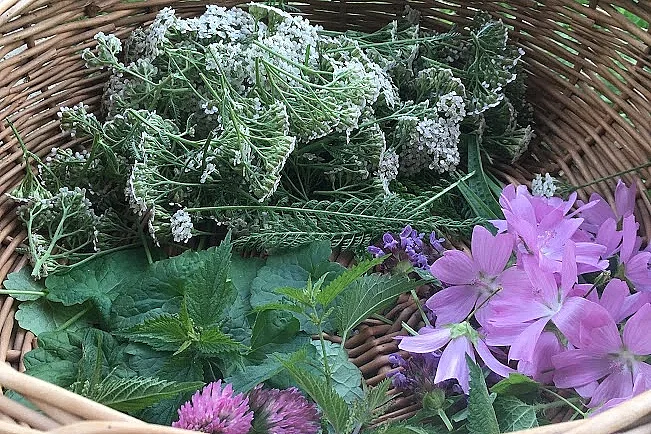Sortie nature : Les bonnes mauvaises herbes