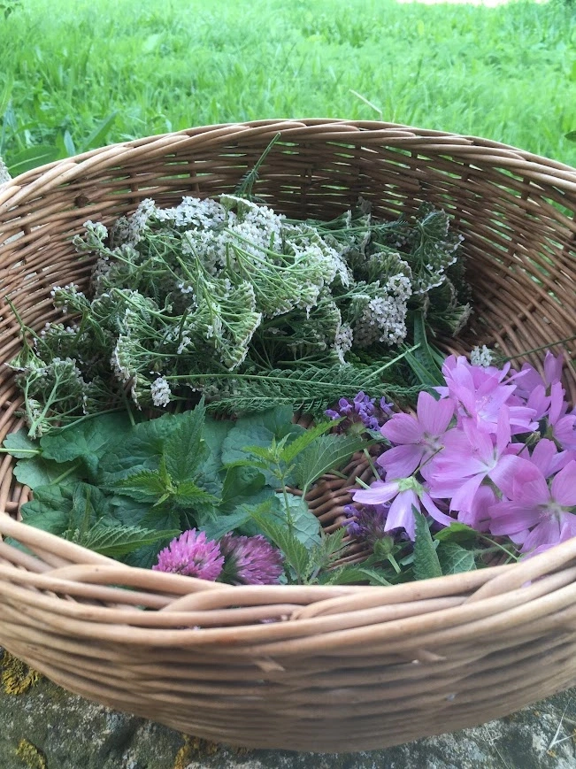 Sortie nature : Les bonnes mauvaises herbes