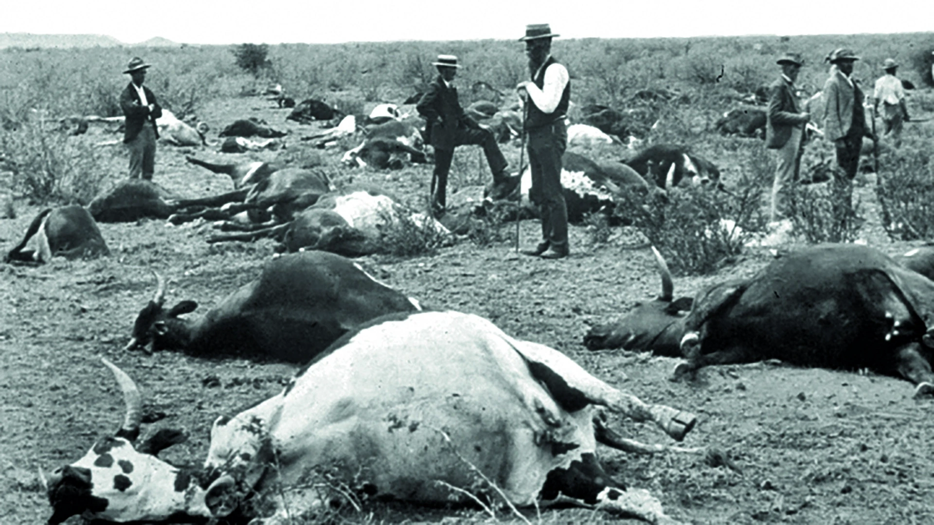 Jeudis de l'archéologie – Archéologie des épidémies animales : ce que nous disent les os
