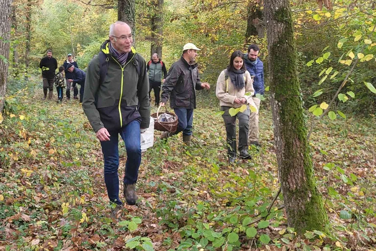 Champignons en forêt