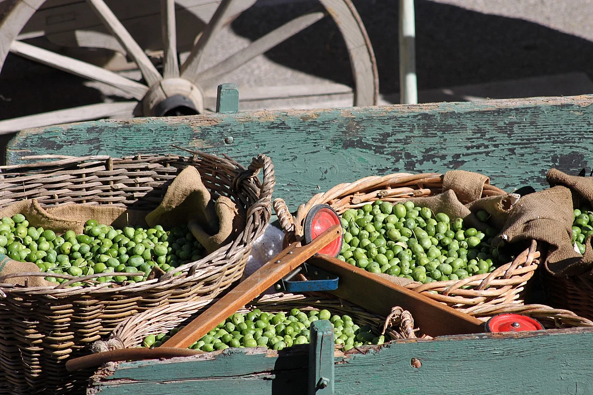 Fête des Olives Vertes 2026