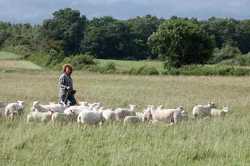 Transhumance des brebis de la ferme de Gommiers ANNULE