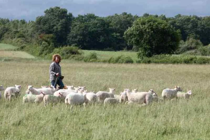 Transhumance des brebis de la ferme de Gommiers ANNULE