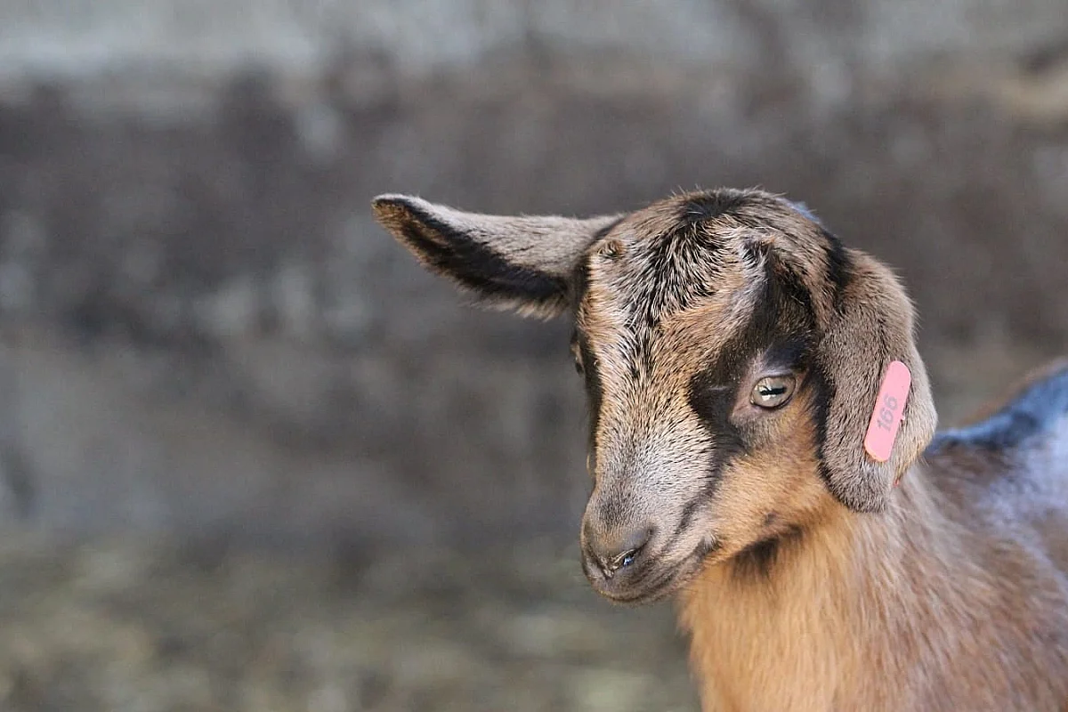 Visite de la ferme Salaberry