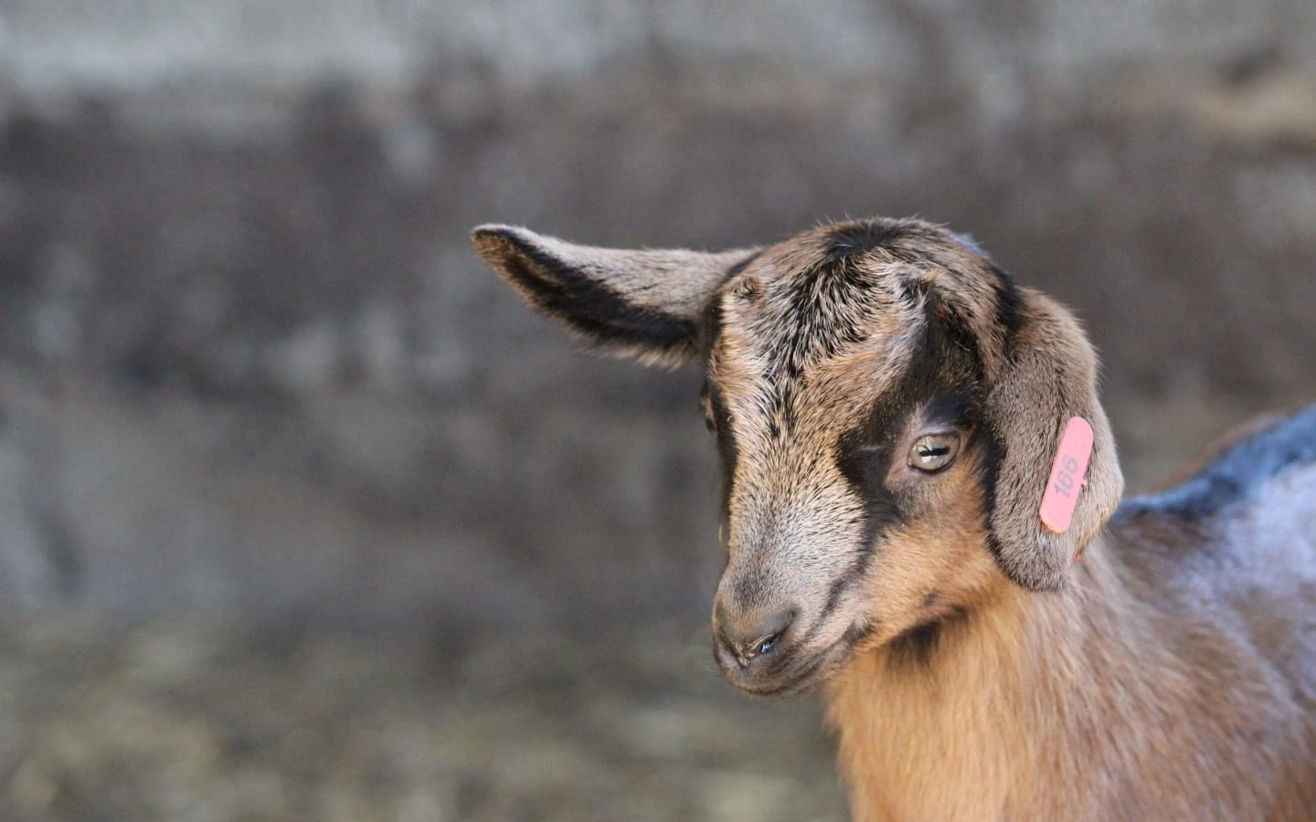 Visite de la ferme Salaberry