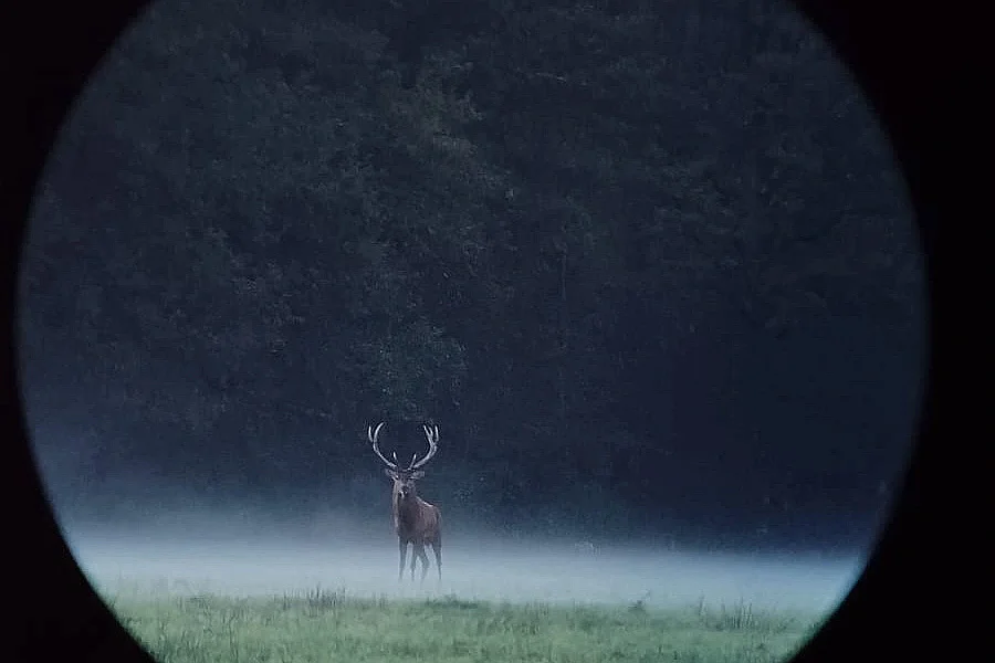 Vivre le brame du cerf en forêt d'Orléans