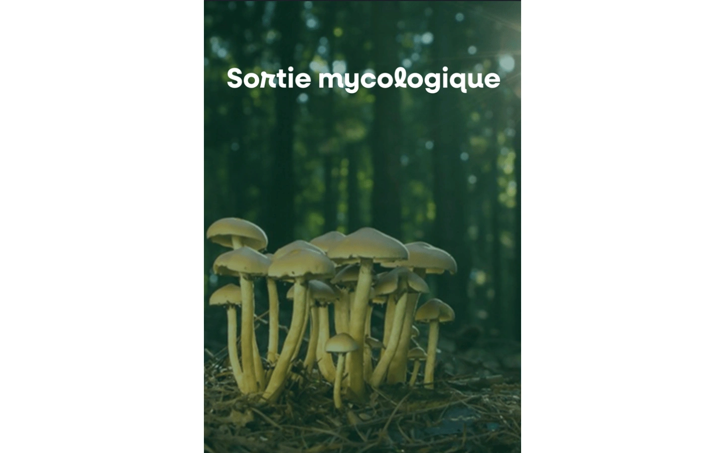 Sortie mycologique