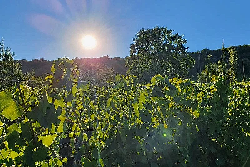Visite nature - La Vigne au fil des saisons