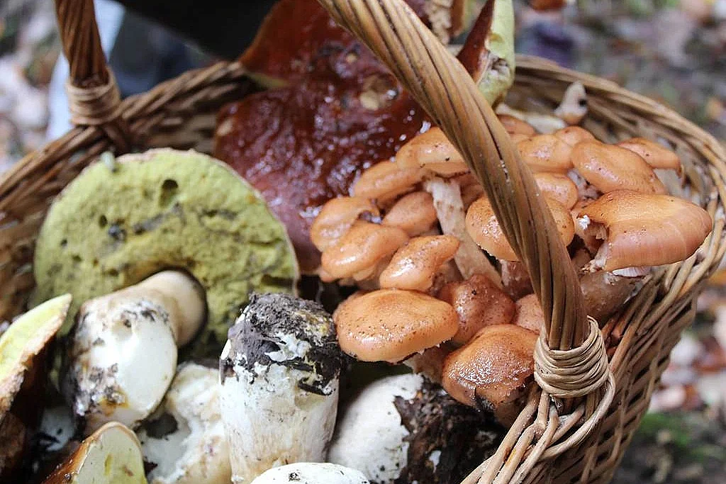 La nature comestible