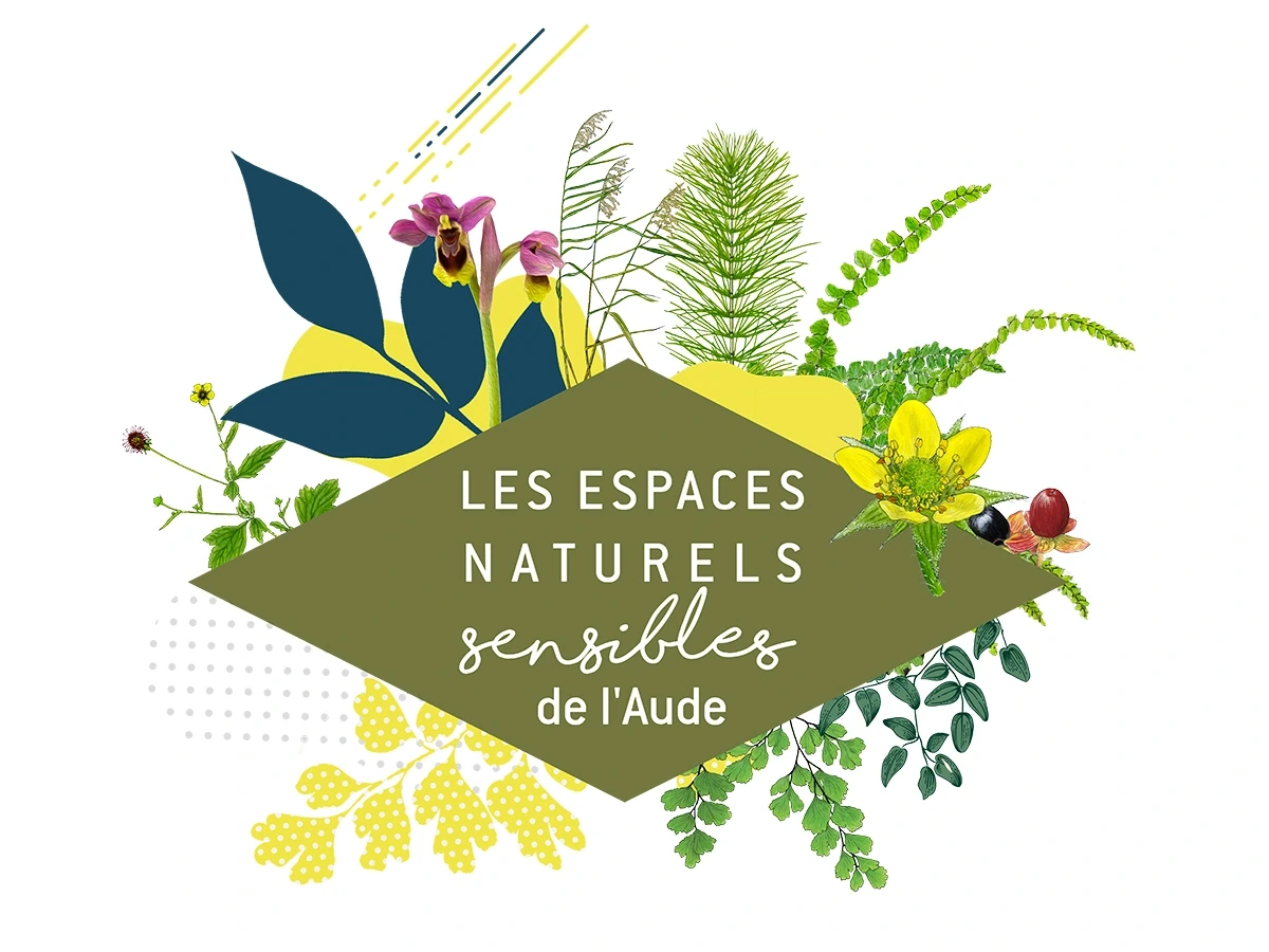 ENS - LA VIE SECRÈTE DES ARBRES : DU LIVRE À LA BALADE