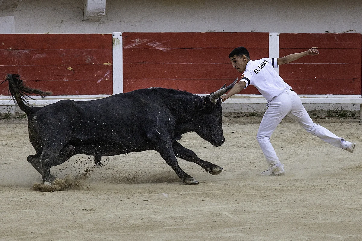 Courses camarguaises organisées par le Club Taurin Lou Santen