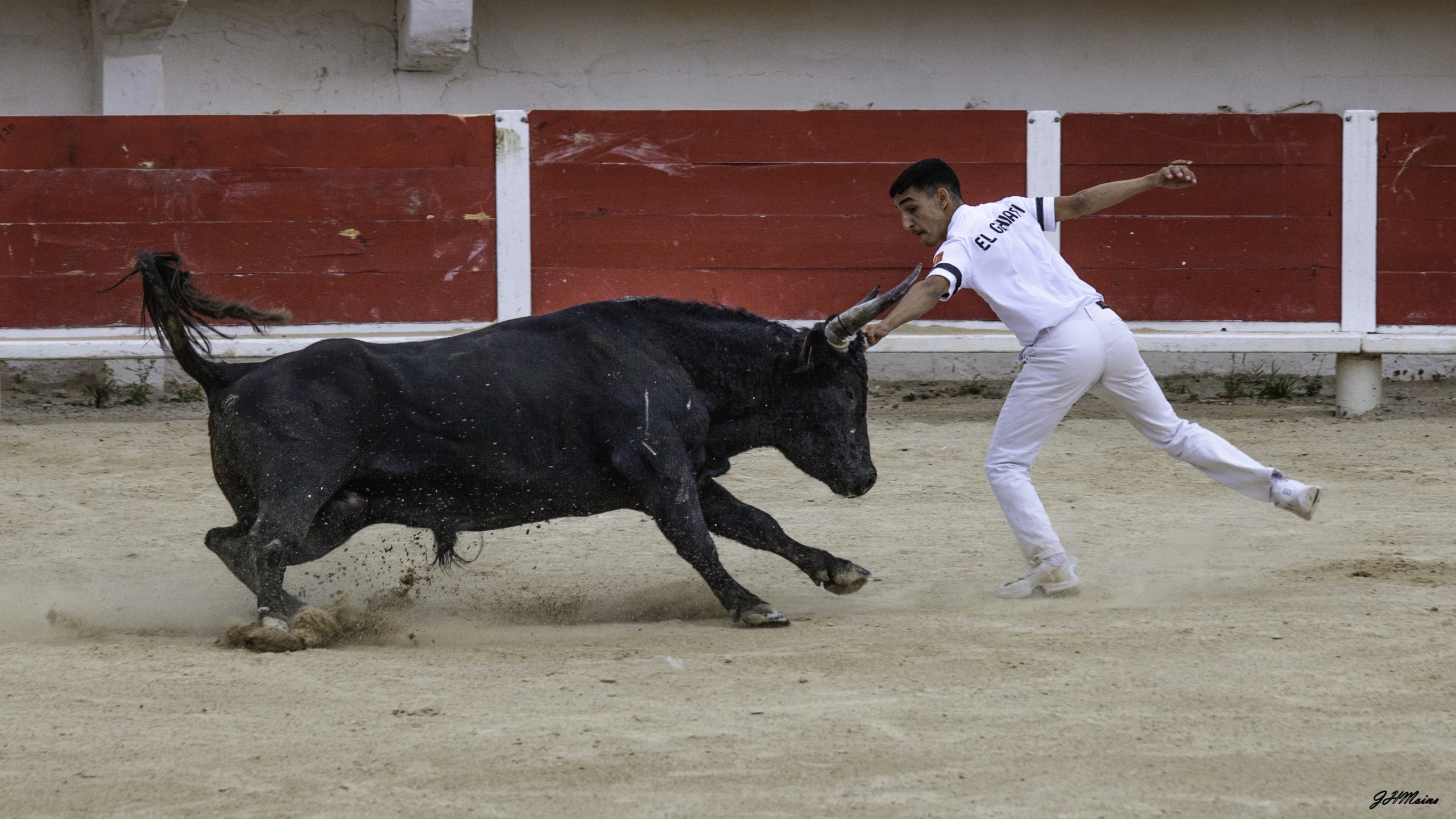 Courses camarguaises organisées par le Club Taurin Lou Santen