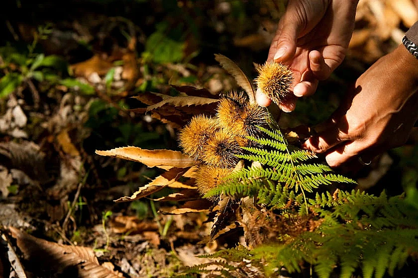 Les fruits et champignons de l'automne