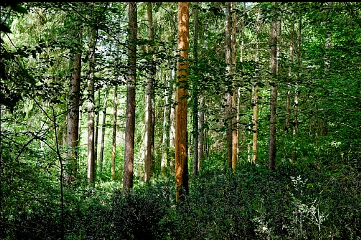 EXPOSITION - UN REGARD SUR LA FORÊT