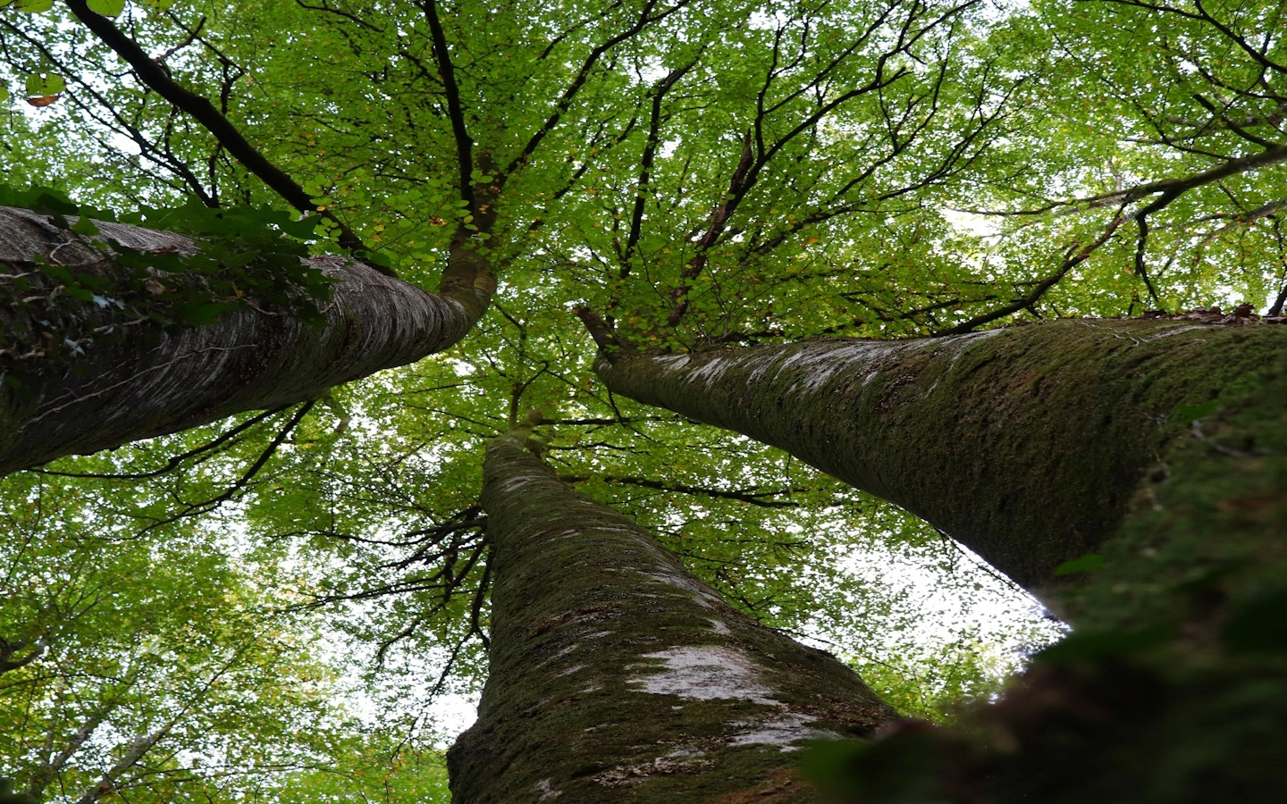 Randonnée accompagnée avec Ramondia : Promenons-nous dans les bois