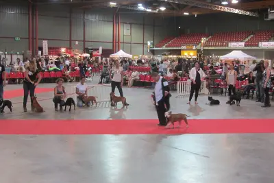 Exposition canine internationale de Martigues