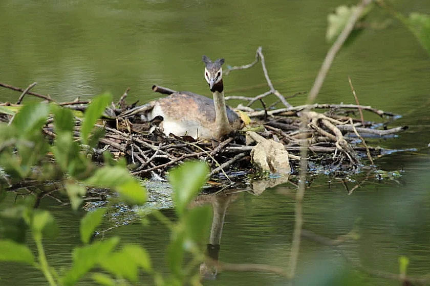 La vie des marais de Mézières-Ecluzelles