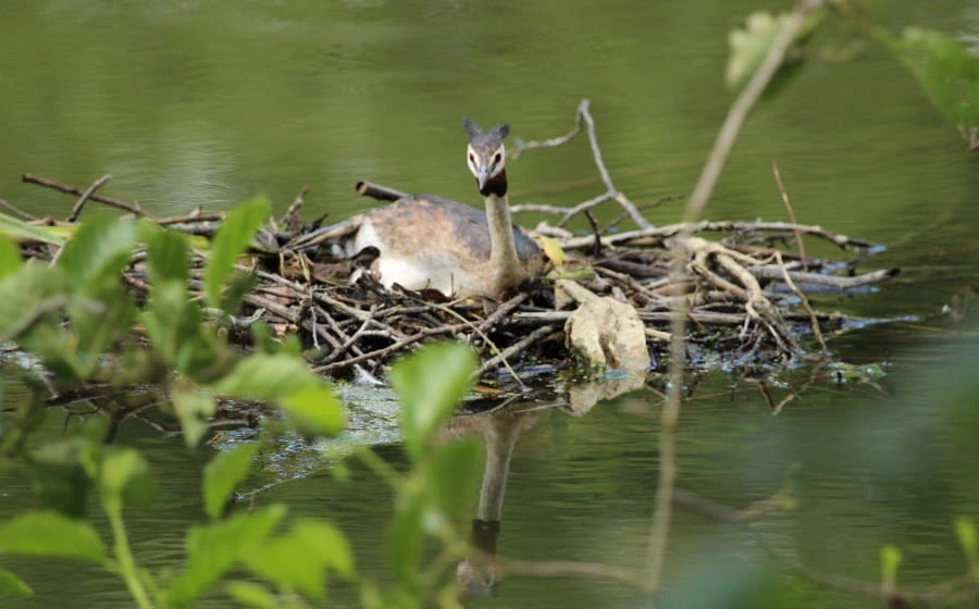 La vie des marais de Mézières-Ecluzelles