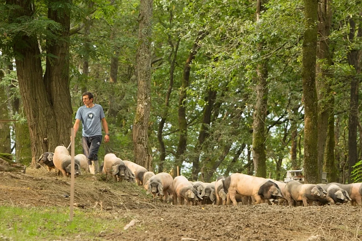 Visite d'une ferme familiale de porcs Kintoa et de piment d'Espelette