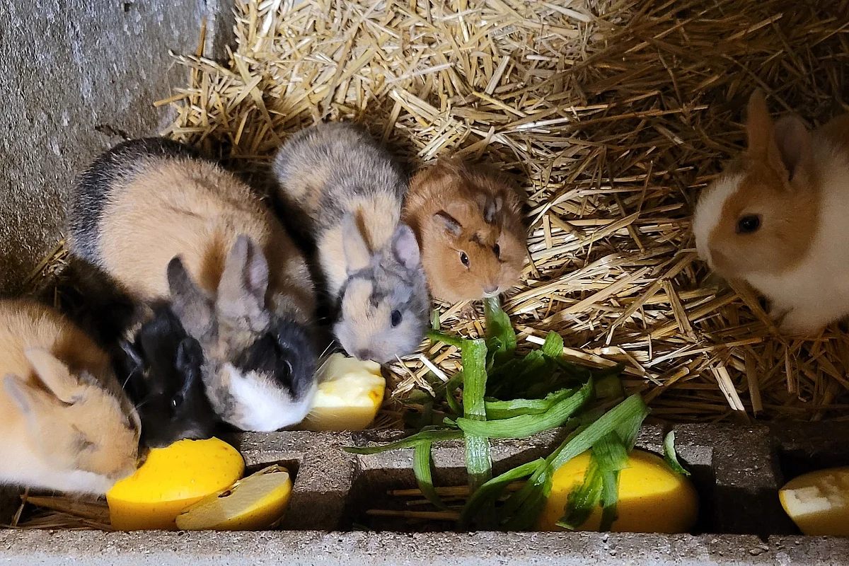 En attendant Noël : animaux et câlins
