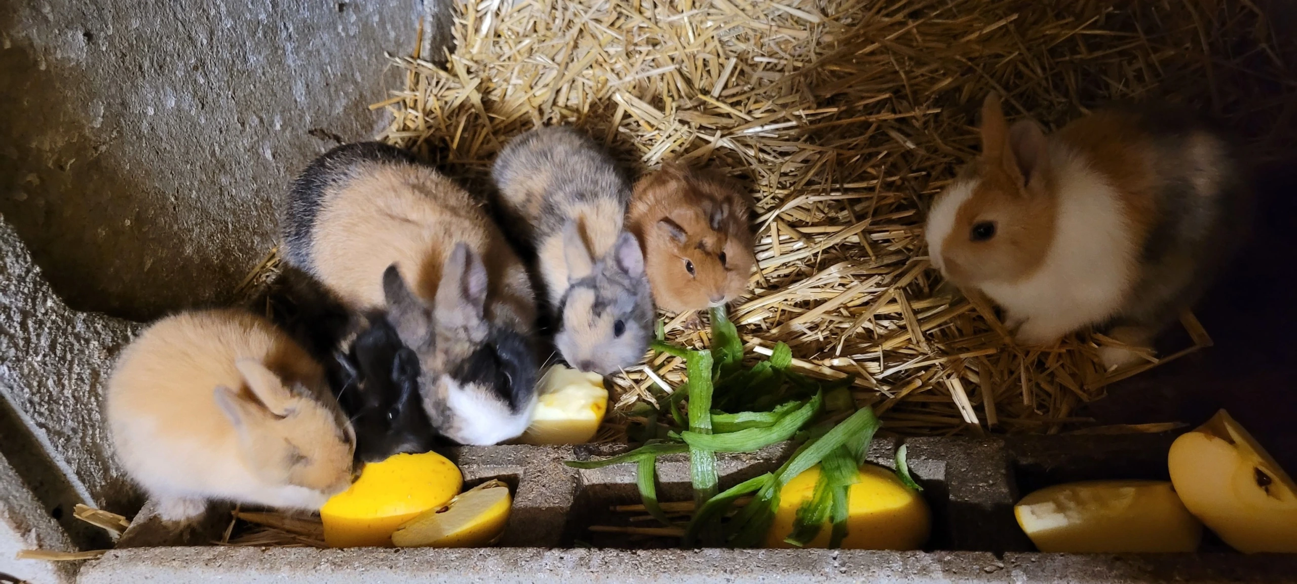 En attendant Noël : animaux et câlins