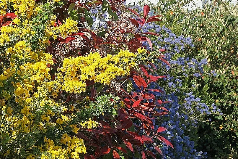 ATELIER "ADAPTER SON JARDIN À LA SÉCHERESSE, PLANTER LOCAL"