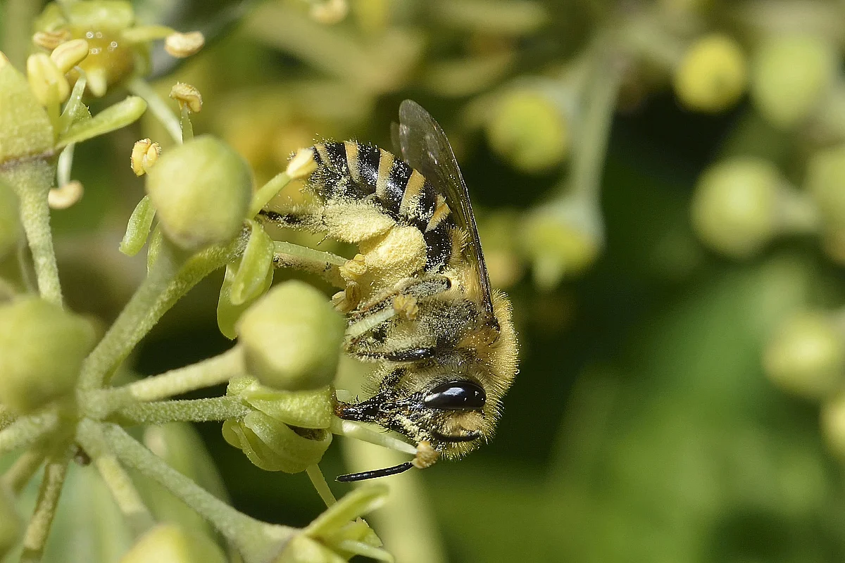 Grand jeu à la découverte des pollinisateurs !