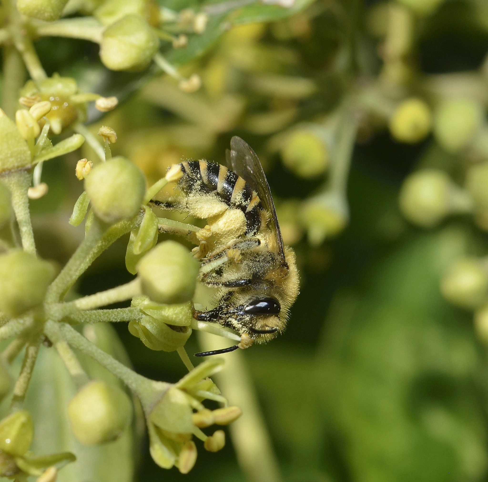 Grand jeu à la découverte des pollinisateurs !