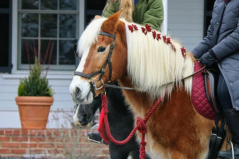Promenades en poney