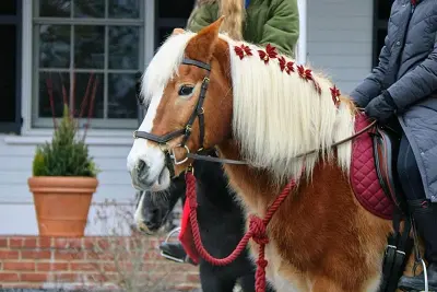 Promenades en poney