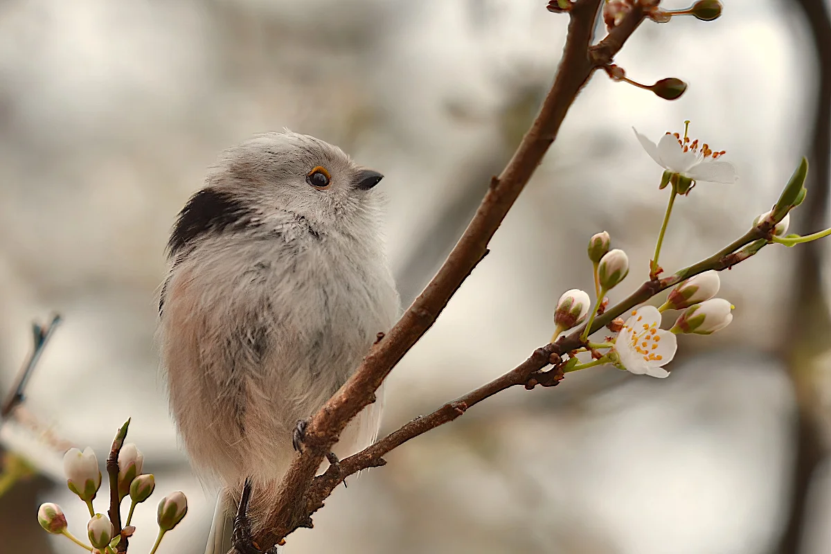 Exposition Oiseaux