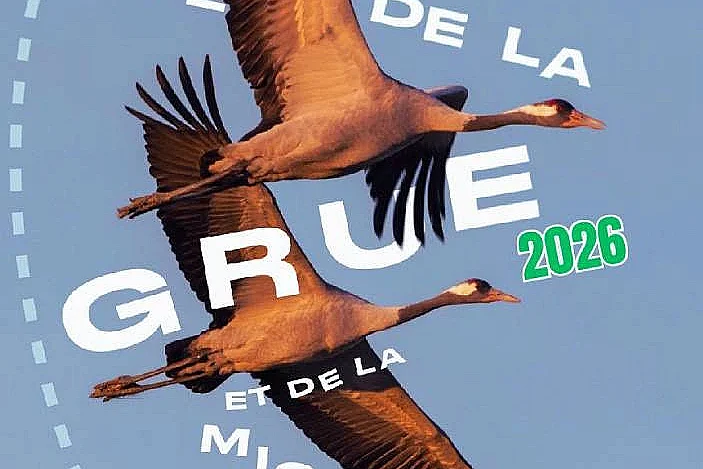 Fête de la Grue : Couchers de grues sur la RNN de l'étang de la Horre