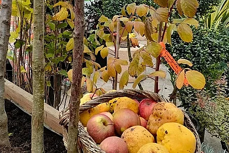 Fête des arbres et fleurs d'automne